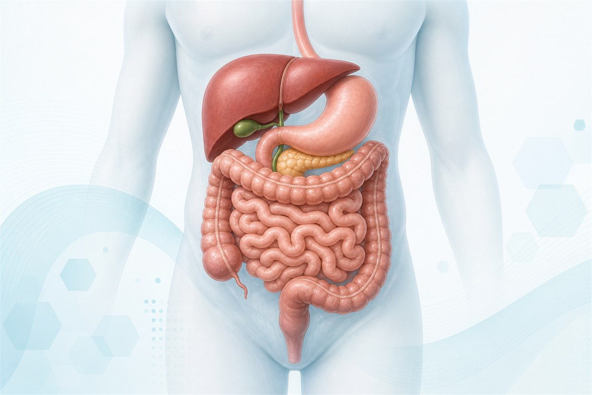 Medical illustration of the human digestive system